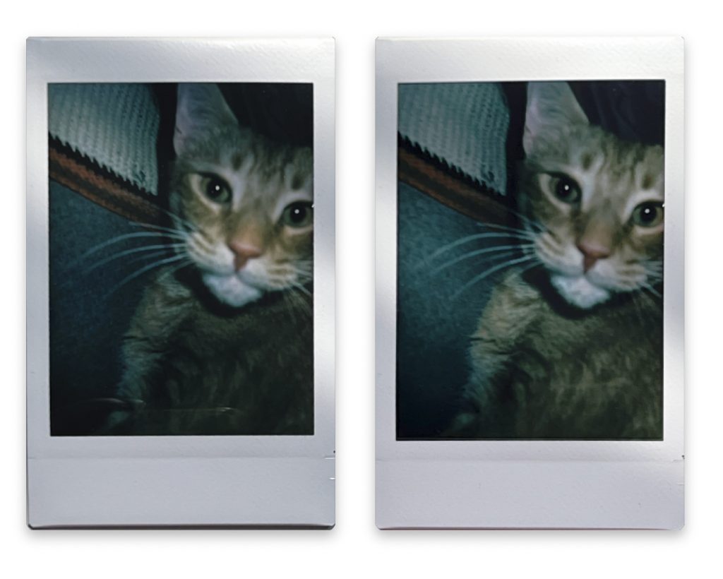 Instax images of cat